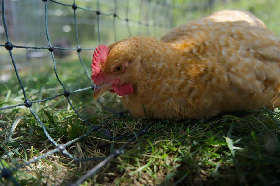 Goldfarbene Henne liegt im Gras am Netz